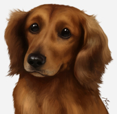 Dachshund Brown Long-Haired